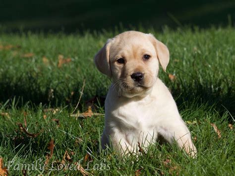 labrador tudor|english labrador puppies.